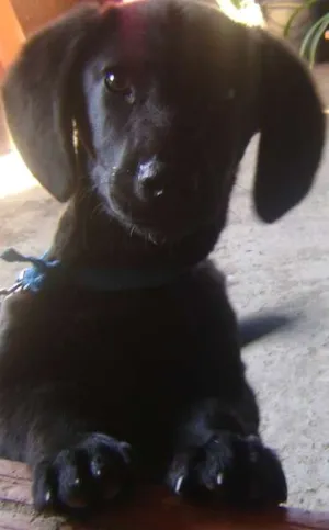 Cachorro raça Labrador idade 2 a 6 meses nome Charlie