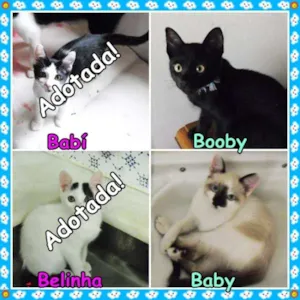 Gato raça SRD idade 2 a 6 meses nome Booby e Baby