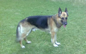 Cachorro raça Pastor Alemão idade 6 ou mais anos nome Igor
