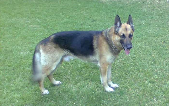 Cachorro ra a Pastor Alemão idade 6 ou mais anos nome Igor