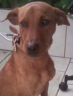 Cachorro raça  idade 1 ano nome Fox 