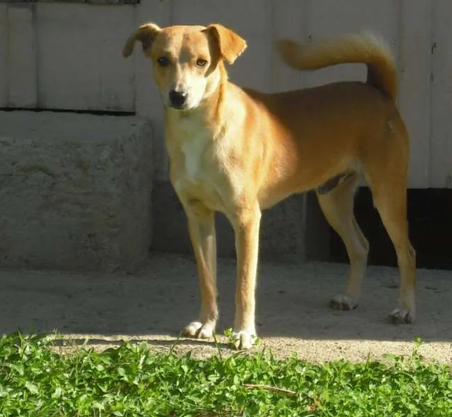 Cachorro ra a Indefinida idade 7 a 11 meses nome Pipe