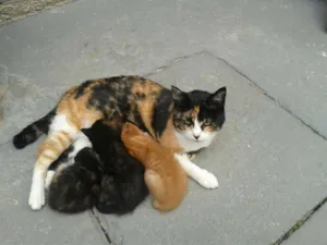 Gato raça SRD idade Abaixo de 2 meses nome Sem nome