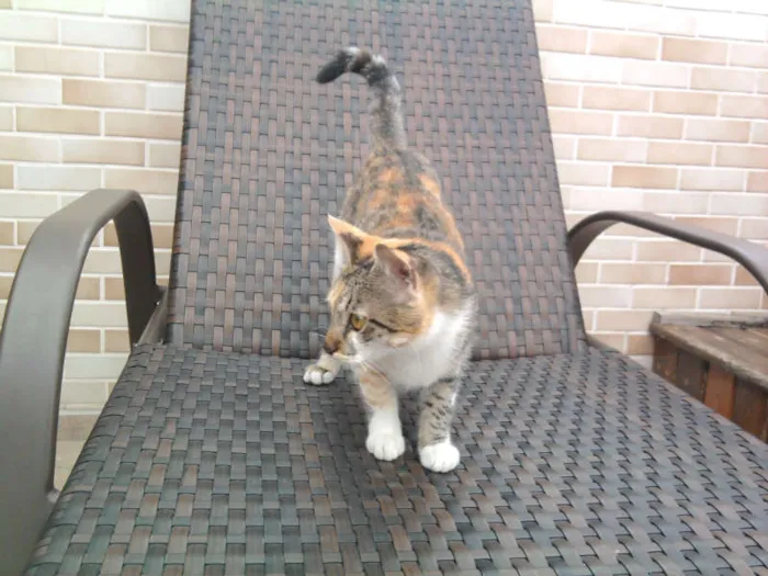 Gato ra a srd idade 7 a 11 meses nome lurdinha