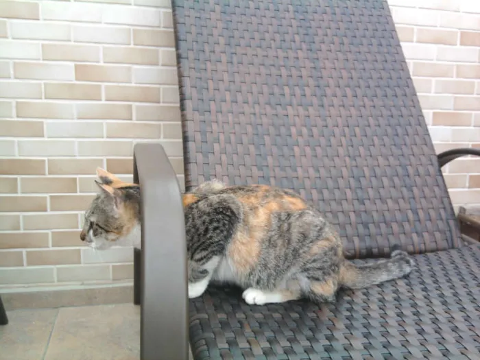 Gato ra a srd idade 7 a 11 meses nome lurdinha
