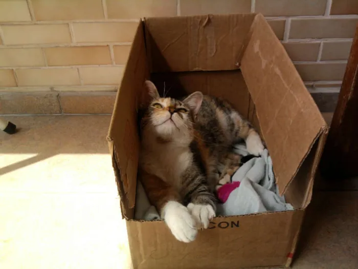 Gato ra a srd idade 7 a 11 meses nome lurdinha