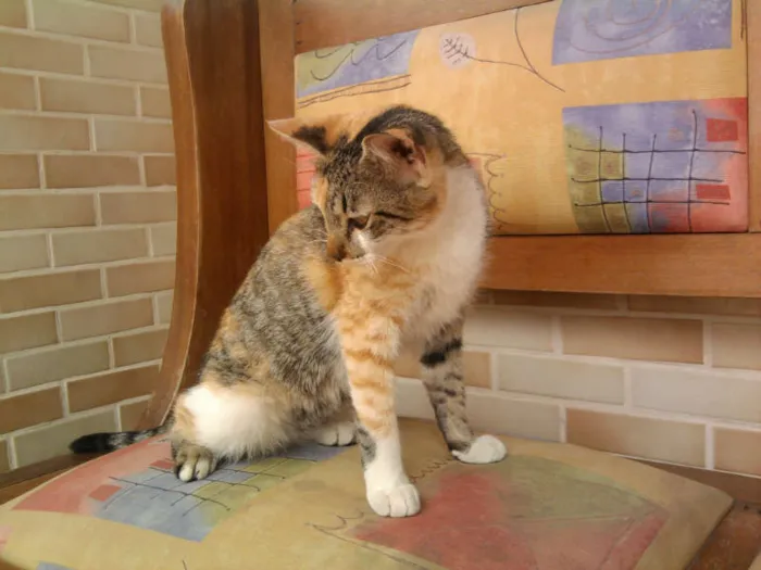 Gato ra a srd idade 7 a 11 meses nome lurdinha