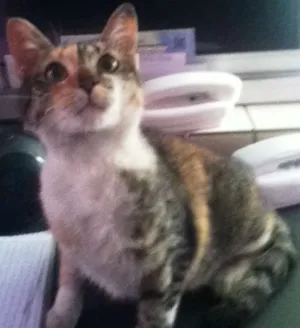 Gato raça srd idade 7 a 11 meses nome lurdinha