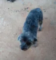 Miudinha/procura-se