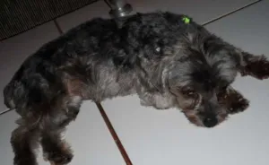 Cachorro raça Yorkshire idade 2 anos nome Miudinha/procura-se