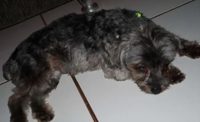 Cachorro ra a Yorkshire idade 2 anos nome Miudinha/procura-se