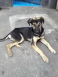 Scooby