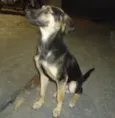 Scooby