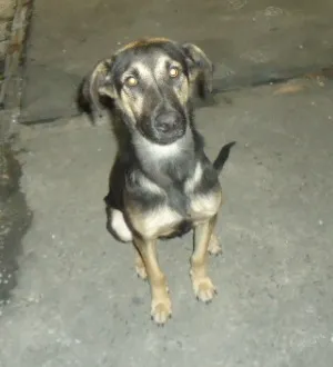 Cachorro ra a Indefinida idade 7 a 11 meses nome Scooby