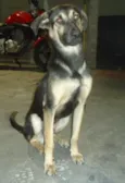 Scooby
