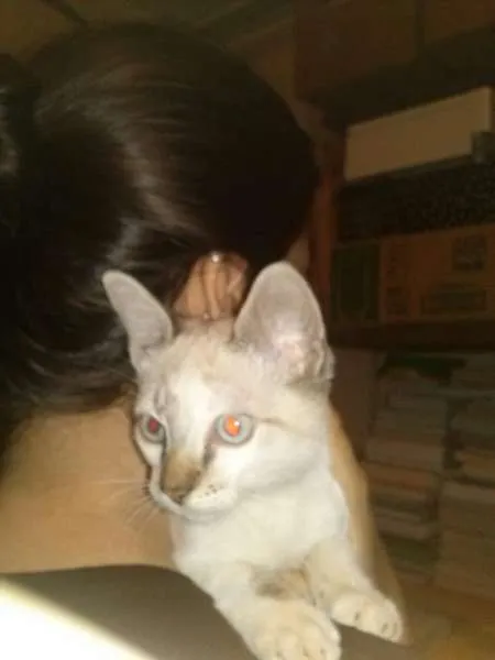 Gato ra a SRD idade 2 a 6 meses nome Lua