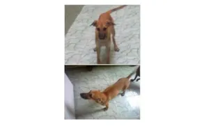 Cachorro raça SRD idade 1 ano nome Mel