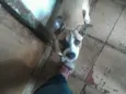 Yasmim,