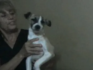 Cachorro raça SRD idade 2 a 6 meses nome Yasmim, 