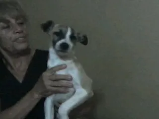 Cachorro ra a SRD idade 2 a 6 meses nome Yasmim, 