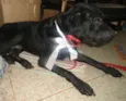Negão