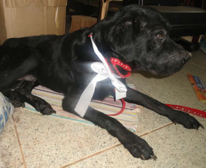 Cachorro ra a Labrador mestiço idade 1 ano nome Negão