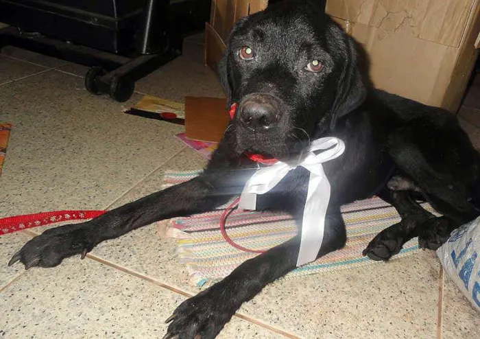 Cachorro ra a Labrador mestiço idade 1 ano nome Negão