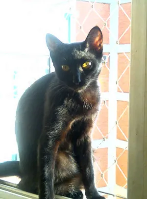 Gato raça Vira lata idade 7 a 11 meses nome Isaura