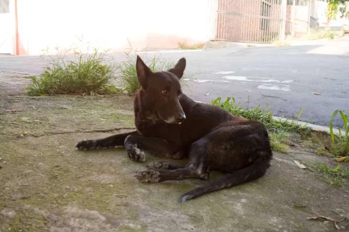 Cachorro ra a Pastor Alemão  idade 6 ou mais anos nome Negão