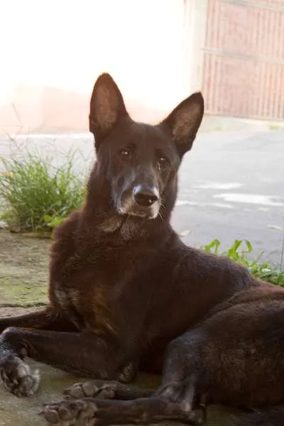 Cachorro ra a Pastor Alemão  idade 6 ou mais anos nome Negão