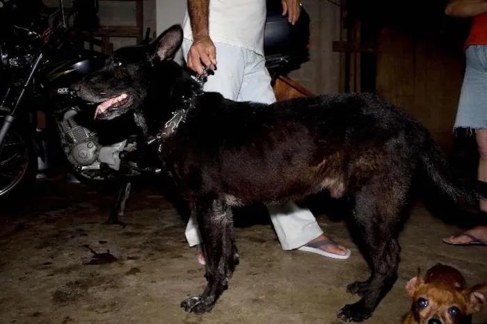 Cachorro ra a Pastor Alemão  idade 6 ou mais anos nome Negão