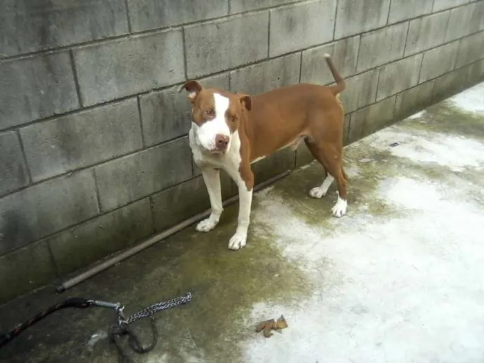 Cachorro ra a Pit-Bull idade 3 anos nome KELVIM