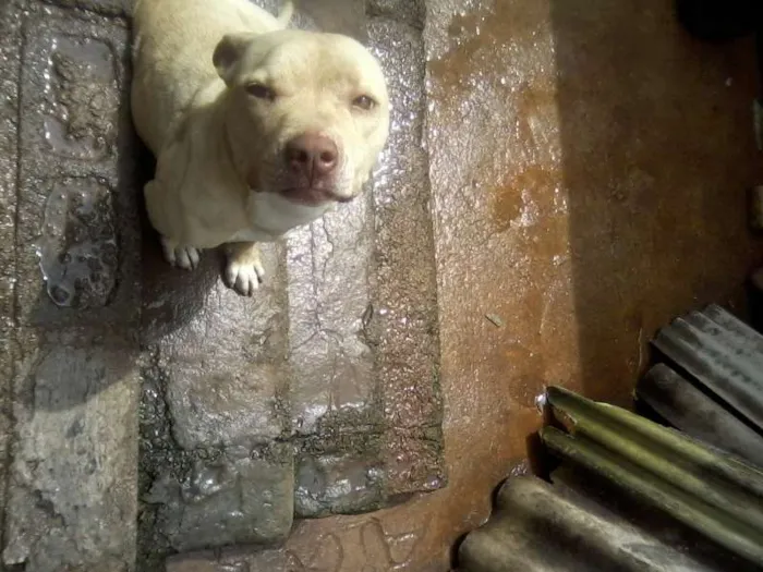 Cachorro ra a Pit-Bull idade 3 anos nome KELVIM