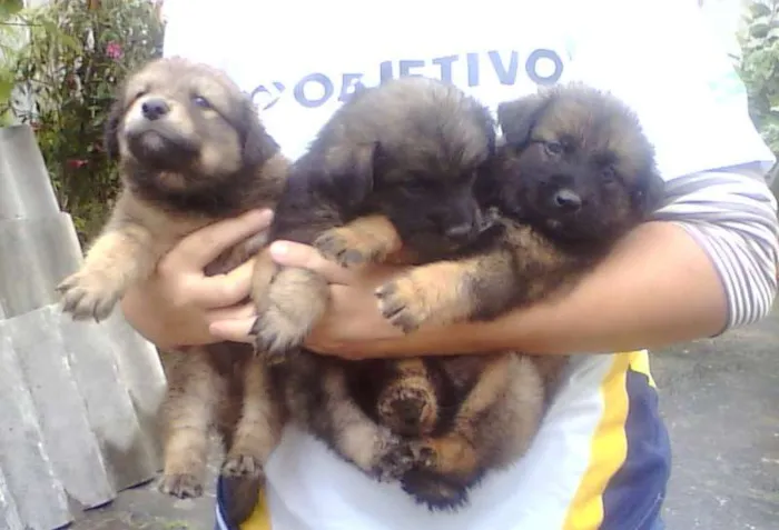 Cachorro ra a SRD idade Abaixo de 2 meses nome Sem Nomes