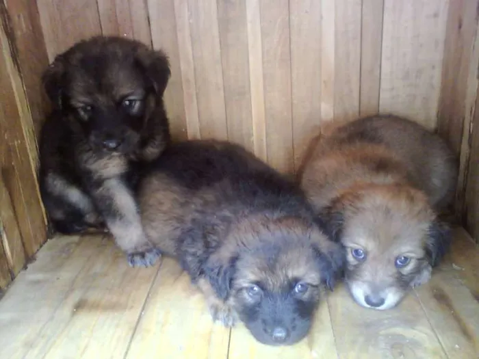 Cachorro ra a SRD idade Abaixo de 2 meses nome Sem Nomes