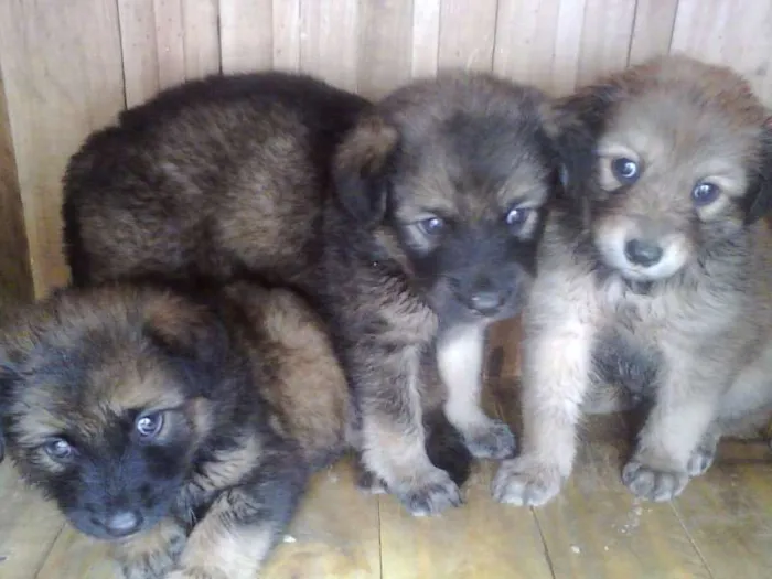 Cachorro ra a SRD idade Abaixo de 2 meses nome Sem nomes