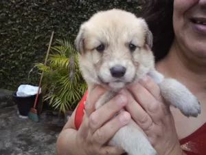 Cachorro raça SRD idade  nome Bolotinha