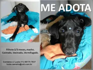 Cachorro raça SRD idade 2 a 6 meses nome SEM NOME