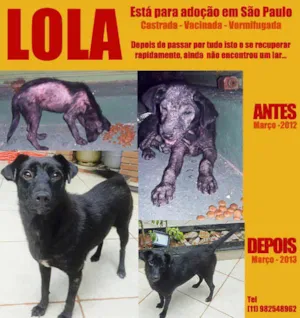 Cachorro raça SRD idade 7 a 11 meses nome LOLA