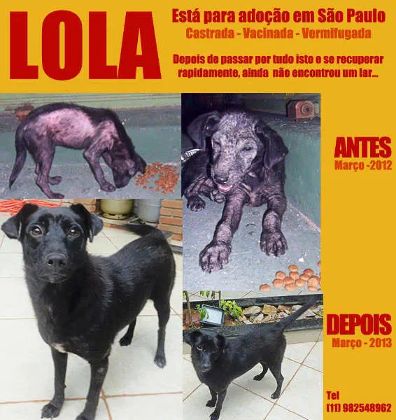 Cachorro raça SRD idade 7 a 11 meses nome LOLA