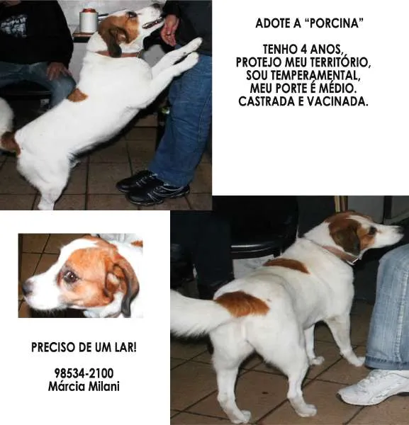 Cachorro ra a SRD idade 4 anos nome Porcina