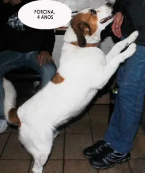 Cachorro raça SRD idade 4 anos nome Porcina