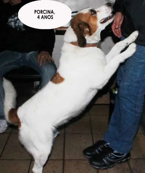Cachorro ra a SRD idade 4 anos nome Porcina