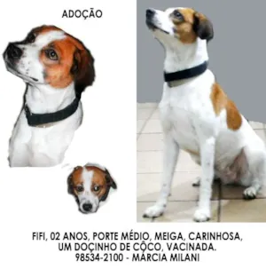 Cachorro raça SRD idade 2 anos nome FIFI