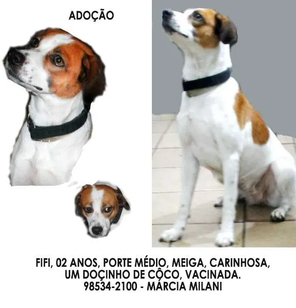 Cachorro ra a SRD idade 2 anos nome FIFI