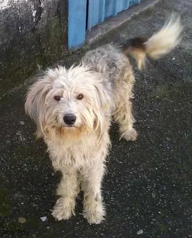 Cachorro ra a chip dog idade 1 ano nome max