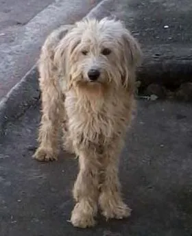 Cachorro ra a chip dog idade 1 ano nome max