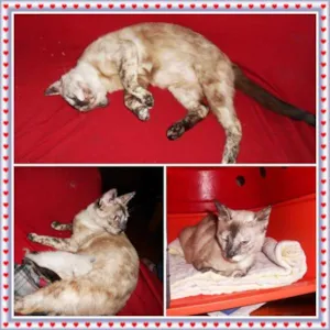 Gato raça SRD idade 2 anos nome Duquesa