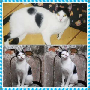 Gato raça SRD idade 1 ano nome Gabriel