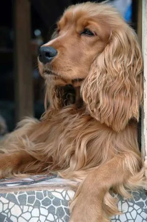 Cachorro raça Cocker idade 1 ano nome lisa